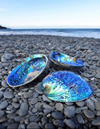 Paua Shell comes from a New Zealand species of sea snail